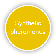Synthetic pheromones