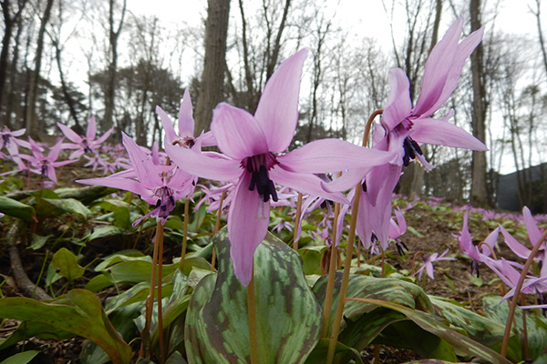 photo: dogtooth violet