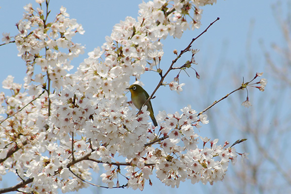 photo: Warbling White-eye