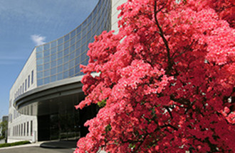 photo: Kirishima azalea